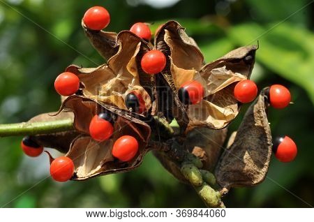 Adenanthera Pavonina, The Red Sandalwood Or Coral Tree Is Cultivated For Forage, As An Ornamental Ga