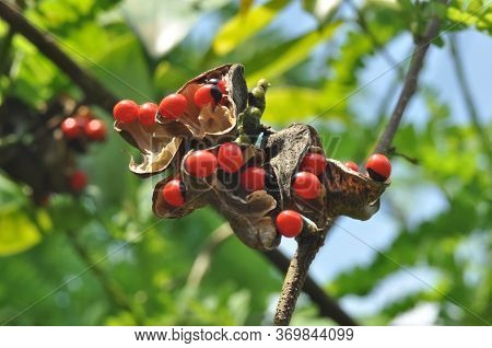 Adenanthera Pavonina, The Red Sandalwood Or Coral Tree Is Cultivated For Forage, As An Ornamental Ga