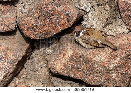House Sparrow (passer Domesticus) Family Sparrow (passeridae) - Europe. Little Gray Bird Hiding In T