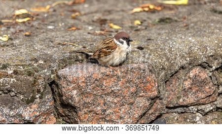 House Sparrow (passer Domesticus) Family Sparrow (passeridae) - Europe. Little Gray Bird Hiding In T