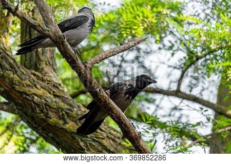 A Carrion Crow Perched On A Branch, Corvus Macrorhynchos, A Crow Chirping On The Tree, Thai Crow..