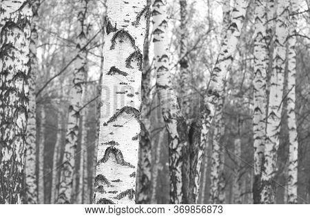 Black And White Photo Of Black And White Birches In Birch Grove With Birch Bark Between Other Birche