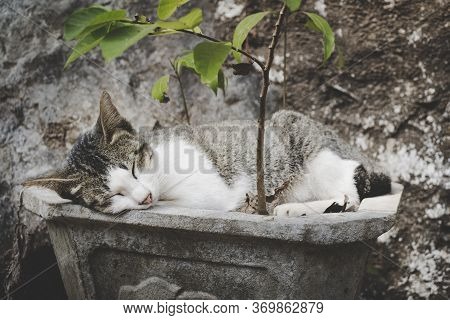 Young Cat, Not A Kitten Anymore, Sleeping In A Planter Illustrating Peace, Rest, Relaxation And Tran