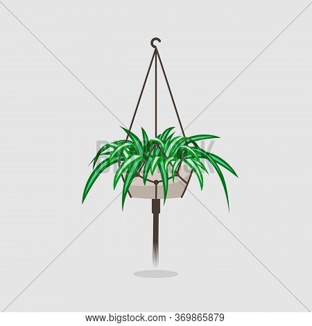 Flat Chlorophytum House Plant In Flower Pot On Neutral Background