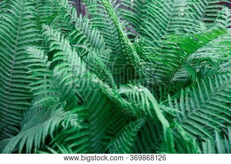 Fern Leaves. Solid Background Of Green Fern. Texture Of Tropical Plants. Nature Concept. Fern Leaf I