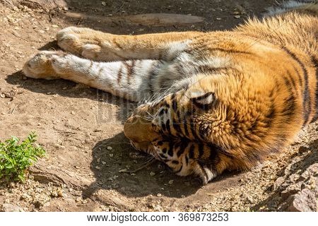 Siberian Tiger (panthera Tigris Tigris) Is Also Called The Amur Tiger (panthera Tigris Altaica) In T