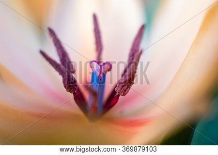 Close-up Macro Fresh Spring Bouquet Of Tulips With Transparent Dew Water Drops On Petals. Soft Focus