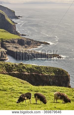 Sheep Lamb Grazing On The Faroe Islands Green Cliffs. Scenery
