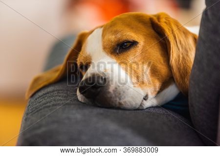 Beagle Dog Tired Sleeps On A Cozy Sofa In Funny Position. Dog Background Theme