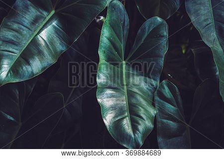 Close-up Syngonium Podophyllum Leaf, Tropical Green Foliage. Beautiful Dark Tone Nature Background.