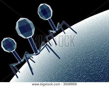 Bacteriophage