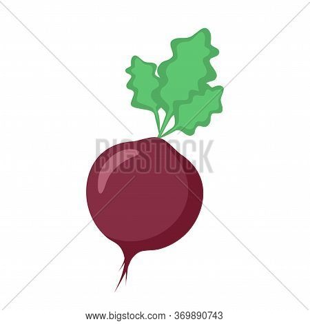 Fresh Vector Beets On A White Background
