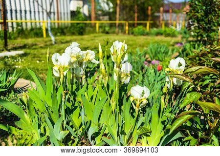 White Iris Flowers Isolated In A Garden.