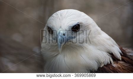 Philippine Hawk Eagle (lawin) Portrait Close Up