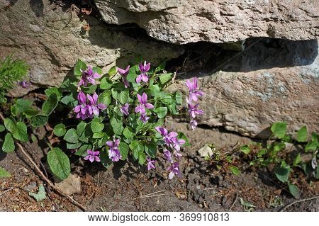 Viola Rupestris Grows On The Sunny Rocky Slopes Of The Mountains, In Open Areas In Forests