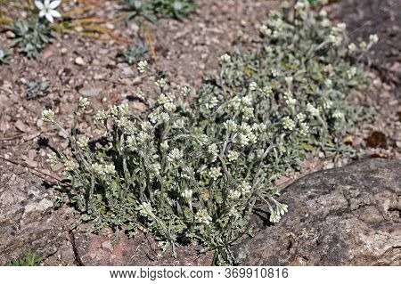 Antennaria Alpina Is A Herbaceous Perennial Plant Growing To 15 Cm Tall, With Off-white To Pinkish F