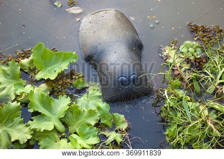 The Manatee's Head Is Unusual In A Pond Against The Background Of Water Plants. Fauna, Aquatic Anima