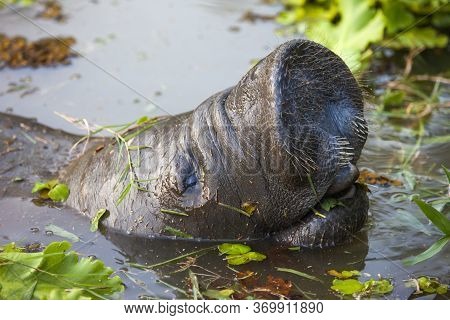 The Manatee's Head Is Unusual In A Pond Against The Background Of Water Plants. Fauna, Aquatic Anima