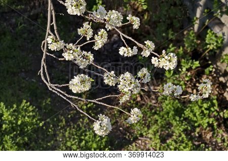 Springtime - An Morello Cherry Tree Branch With Flowers, Sofia City, Bulgaria, Europe