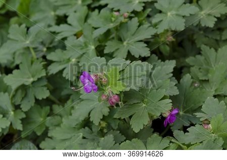 Pink Geranium Macrorosium Or Cranesbill Flower And Buds On A Background Of Green Leaves In The Garde