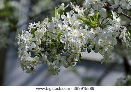 Springtime - An Morello Cherry Tree Branch With Flowers, Sofia City, Bulgaria, Europe