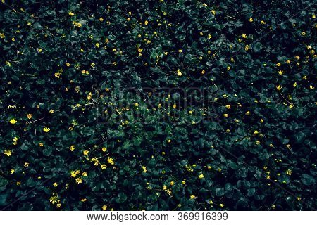Abstract Texture Of Green Leaves And Yellows. Caltha Palustris Flower