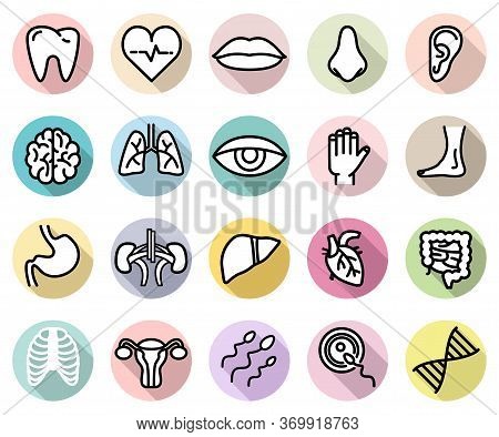 Vector Set Of Human Body Parts And Anatomy Isolated Flat Style Icons On Colorful Backgrounds With Sh