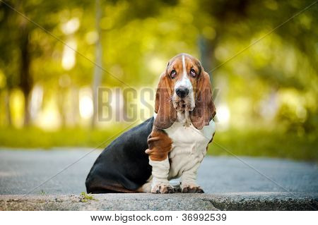 Basset Hound sitzend