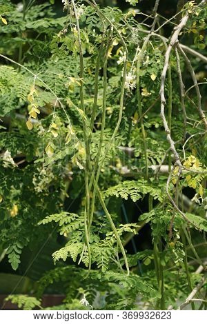 Drumstick Vegetable Hanging In Its Own Tree,moringa Oleifera Is The Most Widely Cultivated Species I