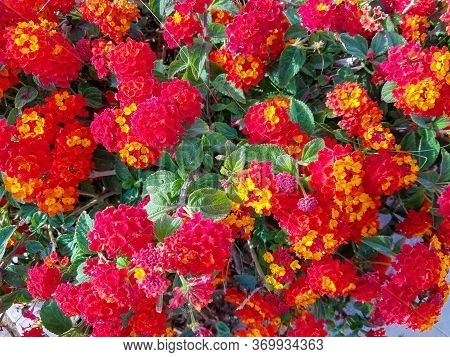 Flowerbed With Red Clusters Of Lantana Heads For Landscapes And Floral Backgrounds.