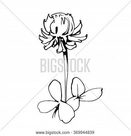 White Trefoil Flower With Leaves Vector Illustration In Black Ink Isolated On White Background In Ha