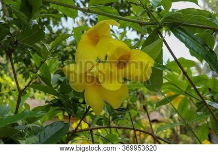 Close Up Of Yellow Flower, Golden Trumpet, Allamanda Cathartica, On Green Leaves Blurred Background,