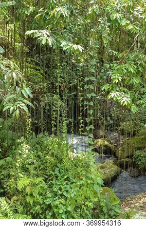 River Bed In Pakerisan Valley With Wild Water And Big Boulders. Long Lianas Hanging From Tall Tropic
