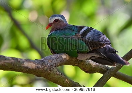 Common Emerald Dove, Asian Emerald Dove On A Branch.