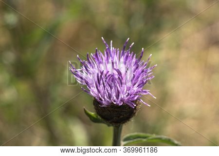 Close Up Of The Pink Flower Of The Thistle