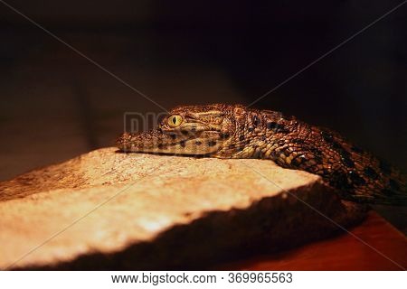 Small Baby Of The Nile Crocodile (crocodylus Niloticus) Below The Light Of The Lamp