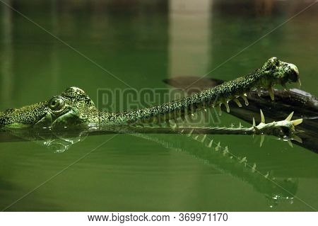 The Gharial (gavialis Gangeticus), Also Known As The Gavial, And The Fish-eating Crocodile,portrait