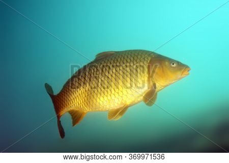 The Common Carp Or European Carp (cyprinus Carpio) Fish In Shallow Sweet Blue Water