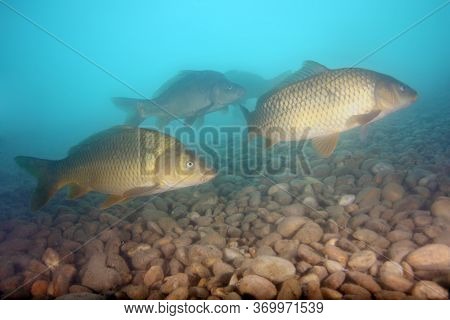 The Common Carp Or European Carp (cyprinus Carpio) A  Flock Of Fish In Shallow, Sweet Water With A S