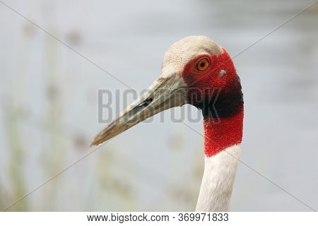 Detail Of Head With Long Beak Of Sarus Crane (antigone Antigone)