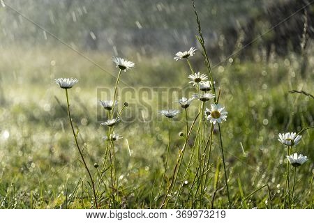 Chamomile Daisy Flowers In The Grass Covered With Rain Or Morning Dew For An Abstract Background. We
