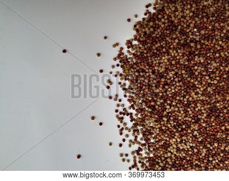 Raw Ragi/finger Millet Is A Rich In Protein, Fiber, Calcium, Iron, Prevents From Osteoporosis And Ch