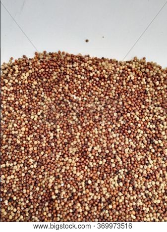 Raw Ragi/finger Millet Is A Rich In Protein, Fiber, Calcium, Iron, Prevents From Osteoporosis And Ch