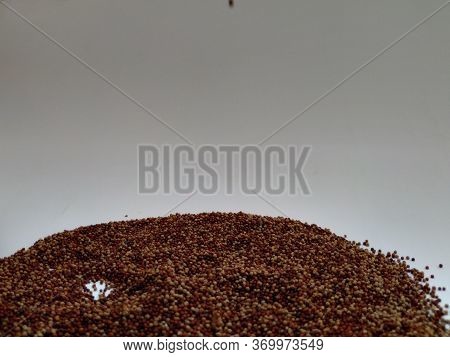 Raw Ragi/finger Millet Is A Rich In Protein, Fiber, Calcium, Iron, Prevents From Osteoporosis And Ch