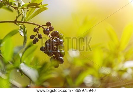 Wolf Berries, Wolfberry Privet In The Sunlight In The Early Morning.