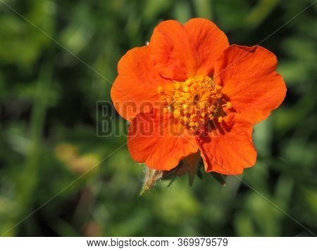 Geum Coccineum, Dwarf Orange Avens Or Red Avens, Is A Plant In The Rose Family, Rosaceae. Beautiful 