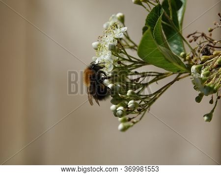 Tree Bumblebee (bombus Hypnorum) Feeding On Summer Flowers