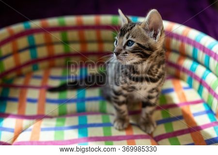 Cute Bengal Kitten Black Spotter Tabby Breed Bengal N24 In A Multi-colored Chair.pedigreed Cats .