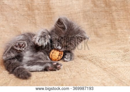 Kitten Is Played With A Nut, Unusual Toys For The Cat