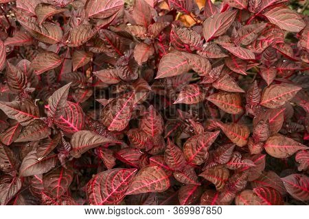 Cordyline Fruticosa Evergreen Flowering Plant, Asparagaceae. Red Plant Is Of Great Cultural Importan